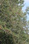 Honey locust